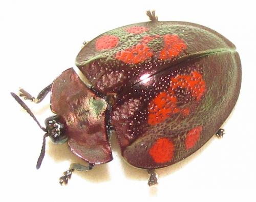 Réf. 135 075 : Stolas discoides