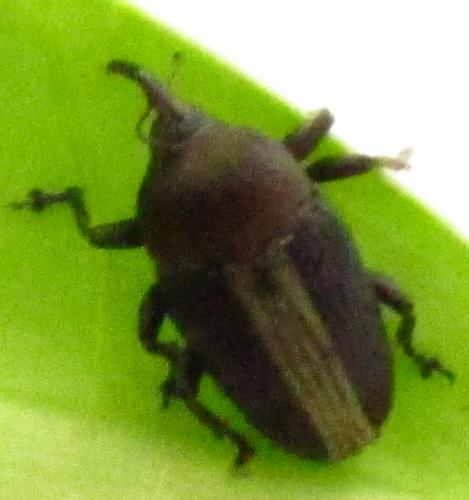 Réf. 135 438 : Leptoschoinella quadripunctata