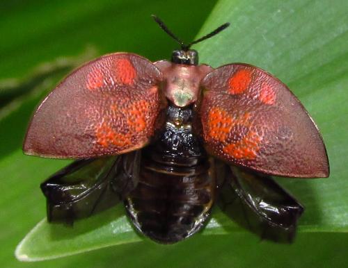 Stolas discoides