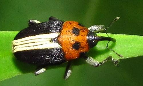 Leptoschoinella quadripunctata
