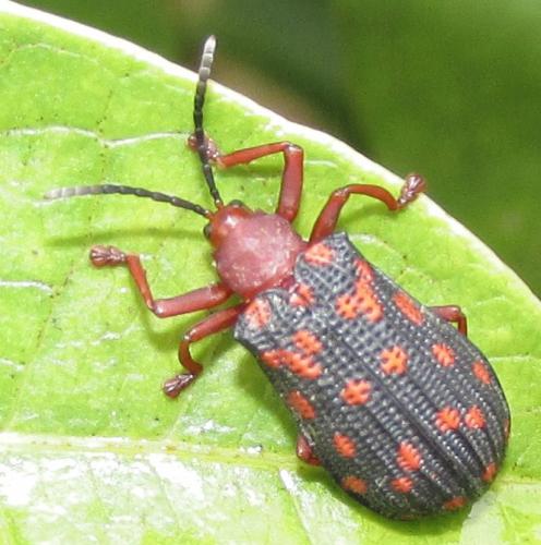 Sceloenopla maculata