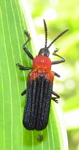 Cassidinae