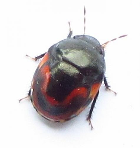 Réf. 135 029 : Galgupha vinculata