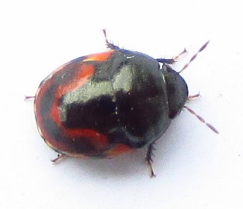 Réf. 135 030 : Galgupha vinculata