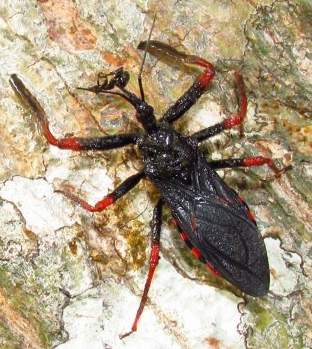Beharus cylindripes