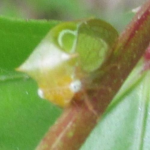 Ceresa sp.