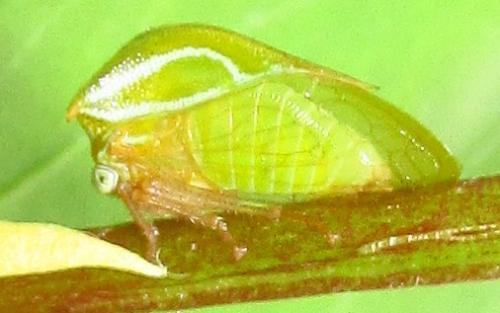 Ceresa sp.