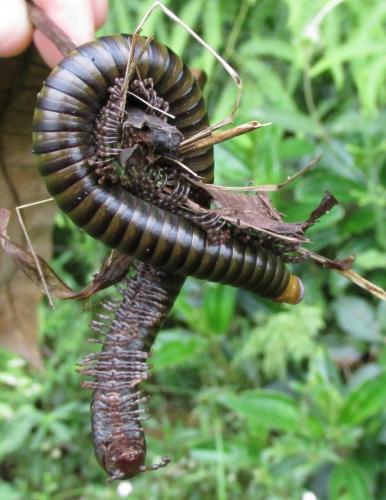Orthoporus lomonti