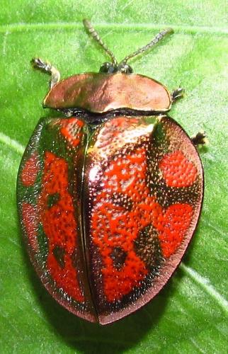 Stolas discoides