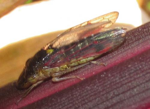 Réf. 135 684 : Homalodisca sp.