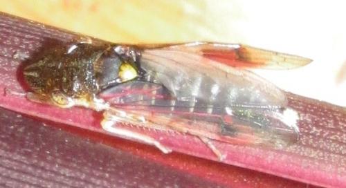 Réf. 135 686 : Homalodisca sp.