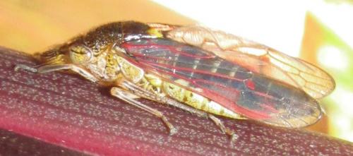 Homalodisca sp.