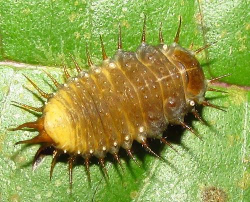 Réf. 135 427 : Cassidinae inconnu