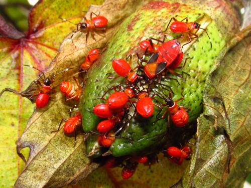 Dysdercus sp.