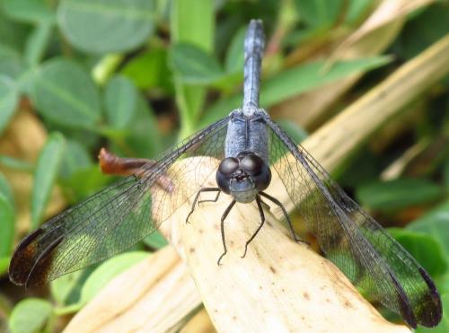 Uracis imbuta