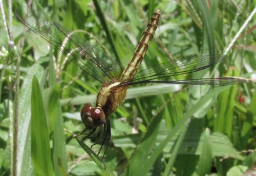 Erythrodiplax sp.