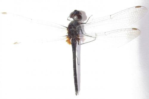 Idiataphe amazonica