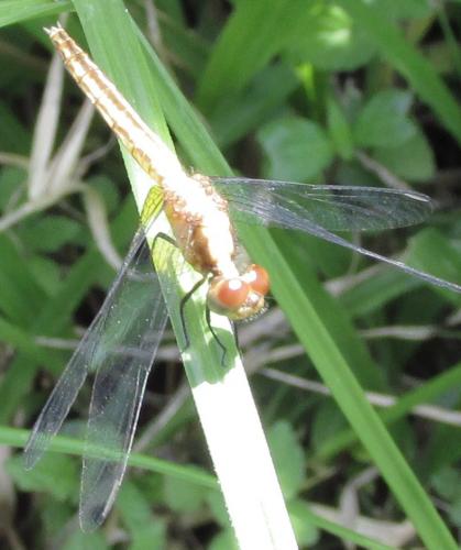 Erythrodiplax sp.