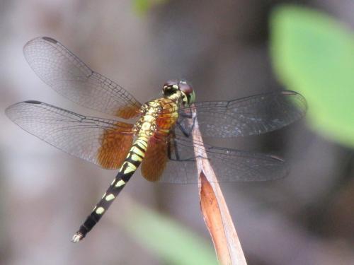 Réf. 135 795 : Erythrodiplax unimaculata
