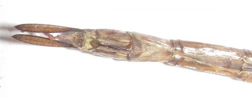 Gynacantha sp.
