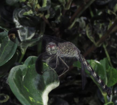 Uracis imbuta