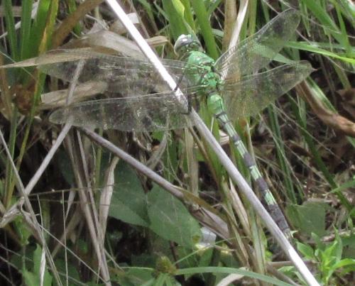 Erythemis vesiculosa