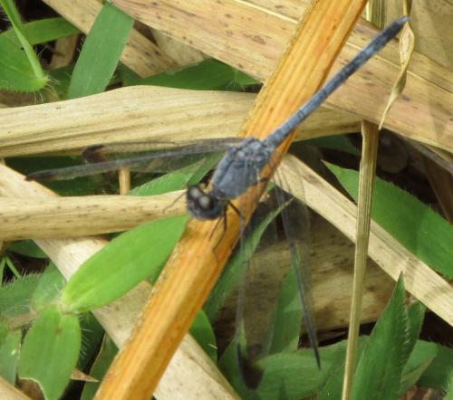 Uracis imbuta