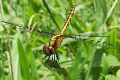 Erythrodiplax sp.