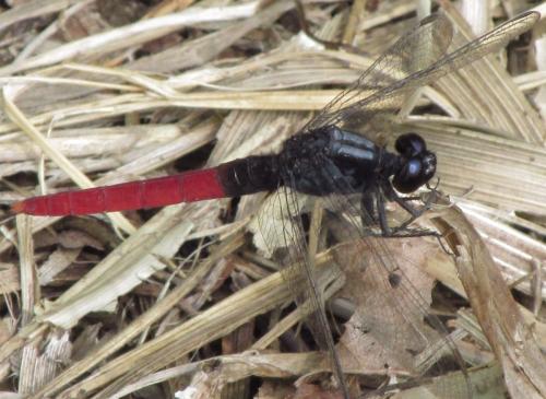 Réf. 135 859 : Erythemis peruviana