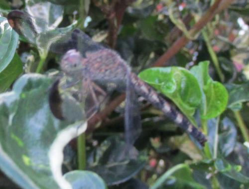 Uracis imbuta