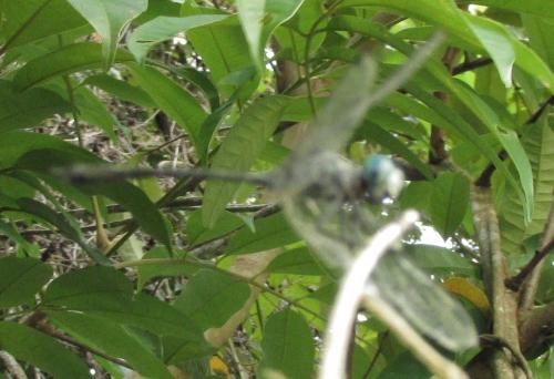 Micrathyria sp.