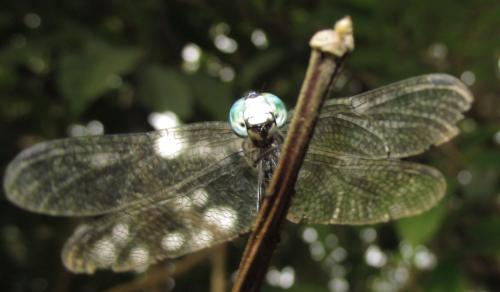 Micrathyria sp.