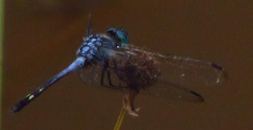 Micrathyria artemis