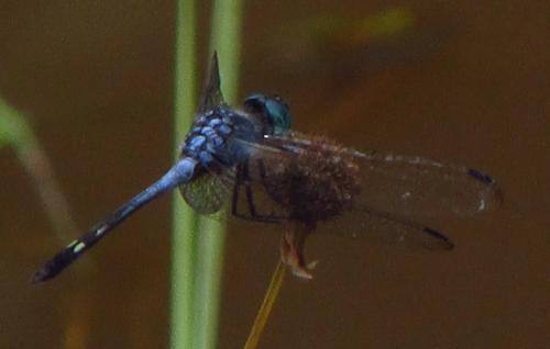 Micrathyria artemis