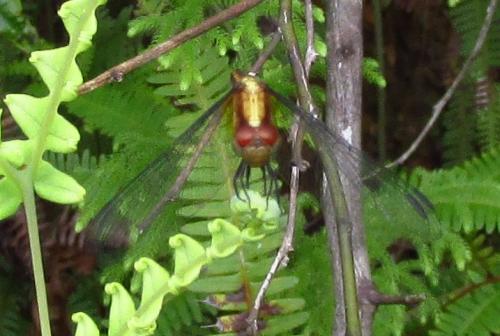 Erythrodiplax sp.