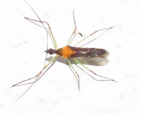 Zelus sp.