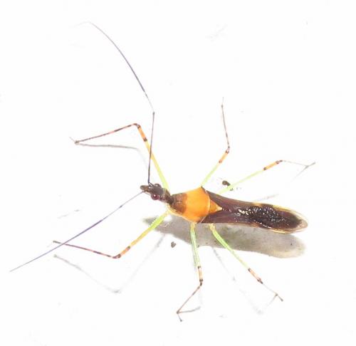 Zelus sp.