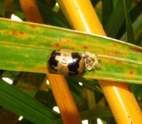 Campopleginae