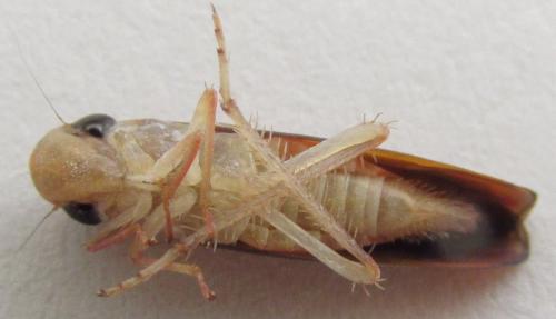 Soosiulus sp.