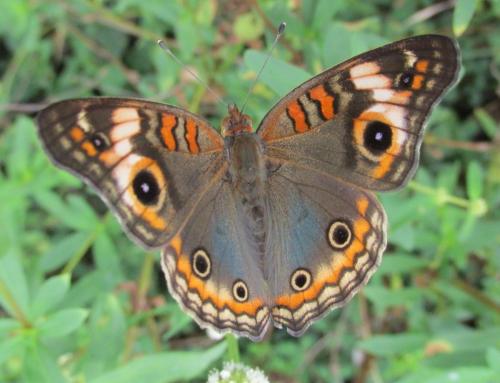 Réf. 135 412 : Junonia sp.