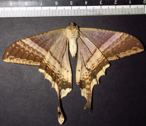 Sematura lunus