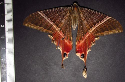 Sematura lunus
