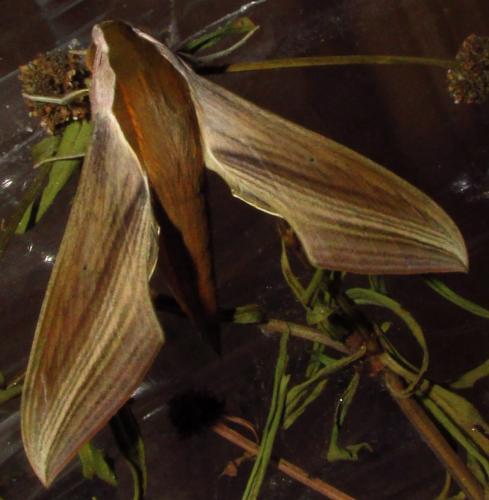 Xylophanes tersa