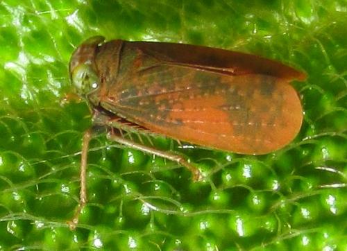Réf. 135 424 : Coelidiinae inconnu