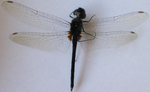 Idiataphe amazonica