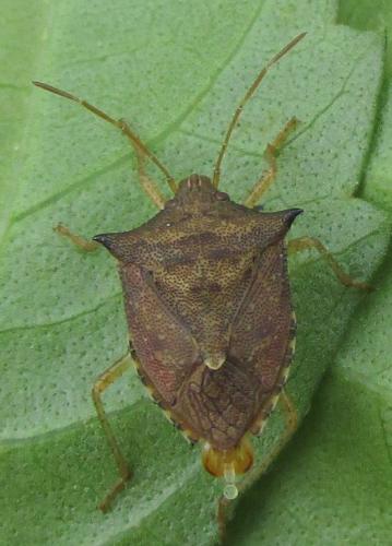 Euschistus sp.