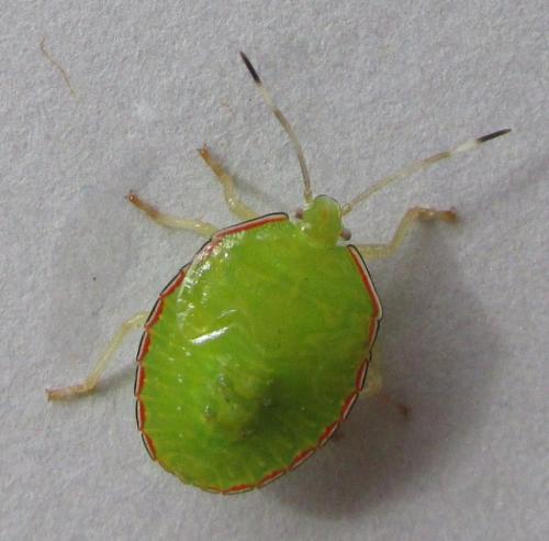 Edessa sp.