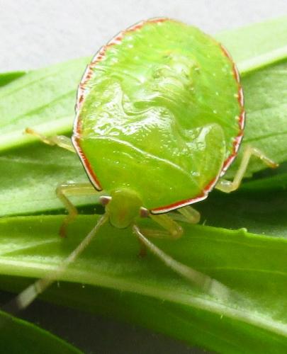 Edessa sp.