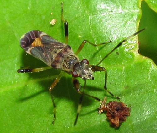 Réf. 135 314 : Pseudopachybrachius sp.