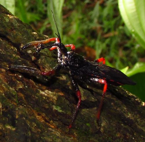 Beharus cylindripes